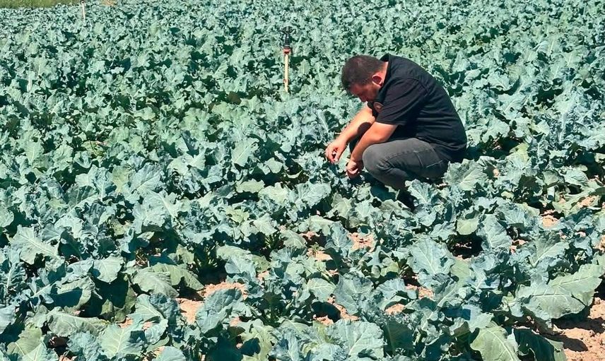 Sinanpaşa'da brokoli tarlalarında üretim ve kalite denetimi
