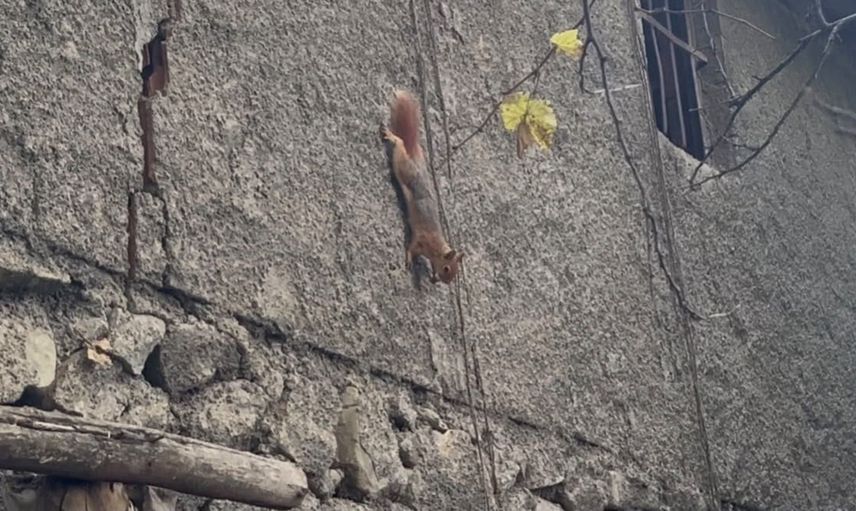 Bahçenin yeni misafiri: insanlardan çekinmeyen sincap