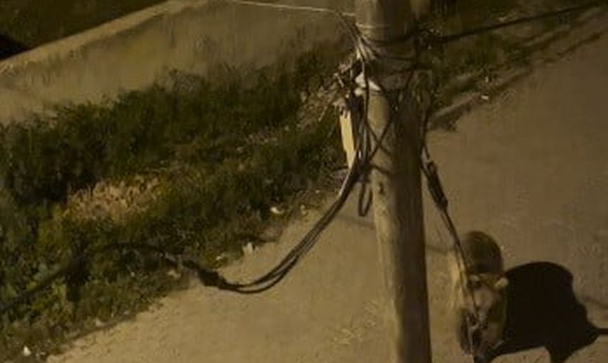 Mahalle arasında gözcülük yapan ayı ile ağır adımlarla gelen arkadaşı görüntülendi