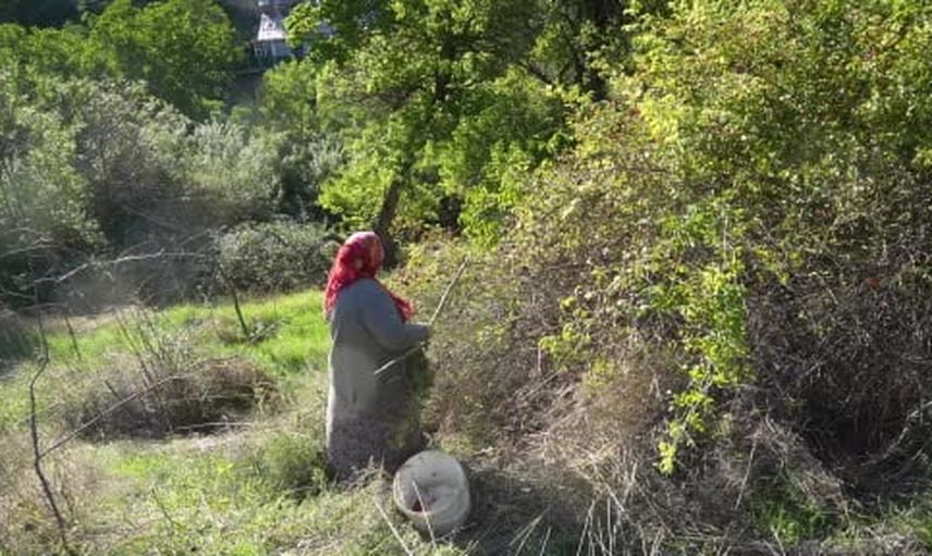 Dikenli dallardan sofralara Gümüşhane'nin kuşburnu geleneği