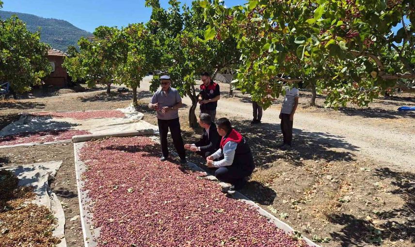 Güney'de ilk hasat coşkusu: Antep fıstığı üreticiyi umutlandırdı