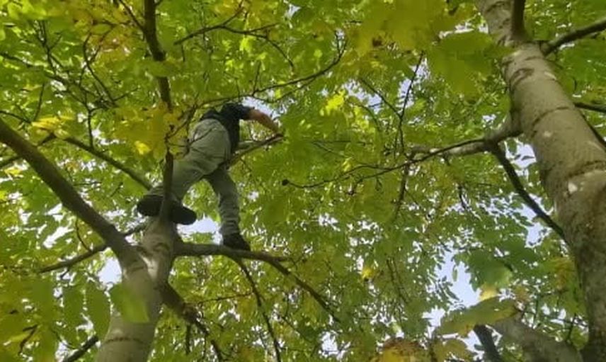 Domaniç cevizinde birlik çağrısı: kooperatif ve kurutma tesisi bekleniyor