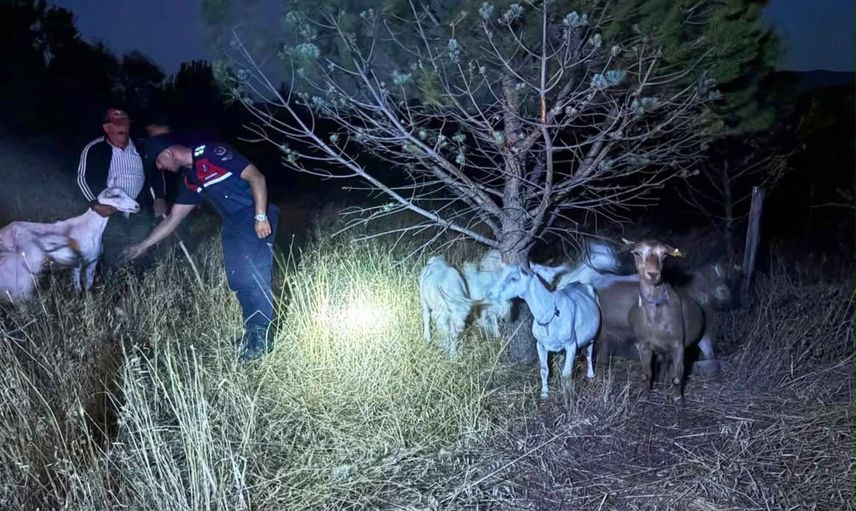 Bayramiç'te ormanlık alanda bulunan 15 küçükbaş hayvan sahibine kavuştu