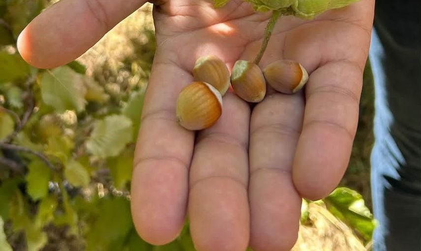 Kemah'ta nadir görülen fındık üretimi hasatla taçlandı