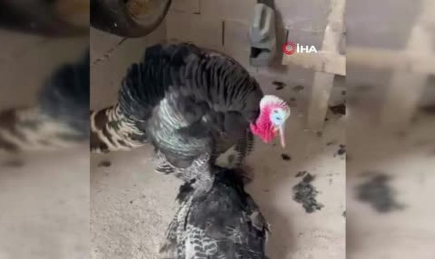 Bağ evinde vefa: erkek hindi telef olan dişi hindinin başından ayrılmadı