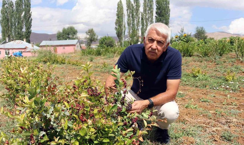 Sarız’ta aronya ile kırsal canlanma hedefleniyor
