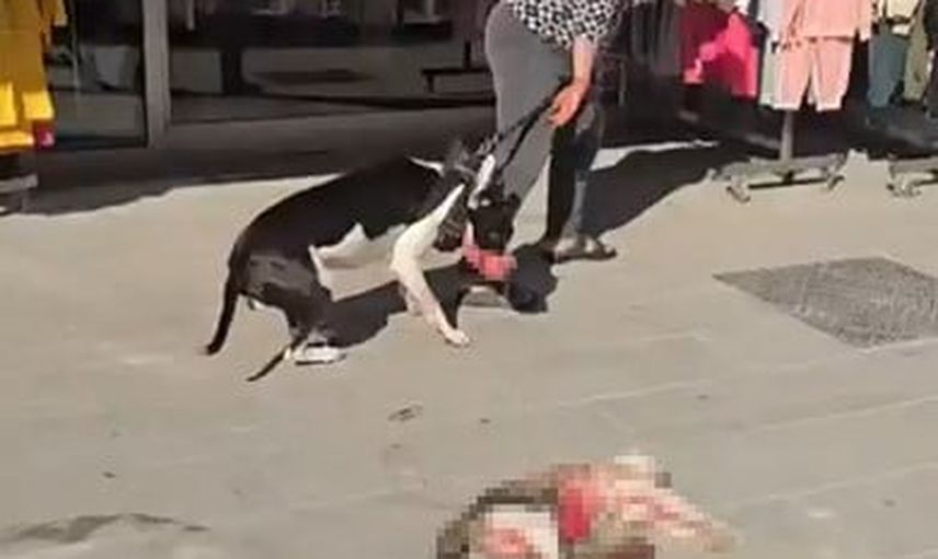 Esenyurt'ta ağızlıksız pitbull sokak kedisini parçalayınca çevredekiler tepki gösterdi