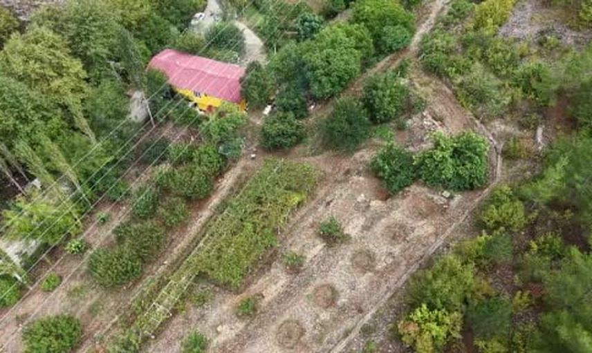 Bin 200 rakımda meşe külüyle yaşatılan asırlık pekmez geleneği Obruk'ta sürüyor