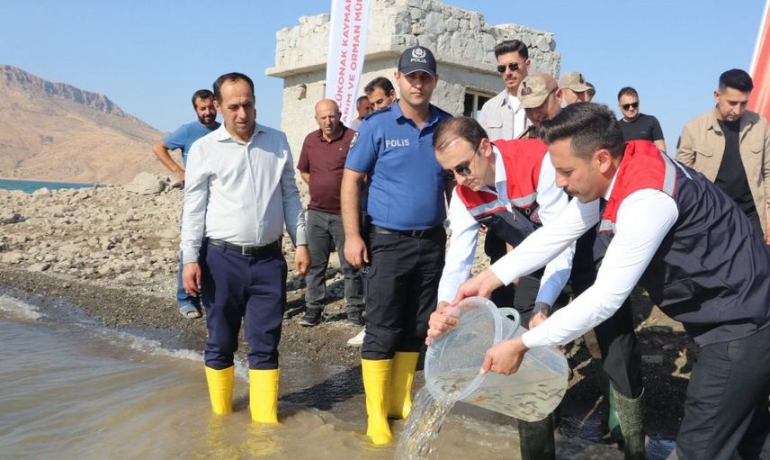 Baraj gölü canlanıyor: Ilısu'ya 800 bin yavru şabut bırakıldı