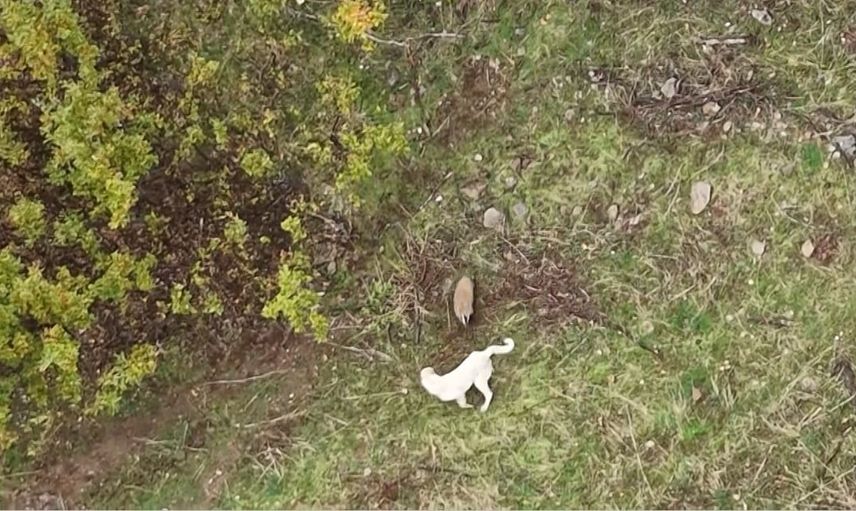 Muş'ta gökyüzünden kaydedilen mücadele: çoban köpeği ile porsuk arasındaki kovalamaca