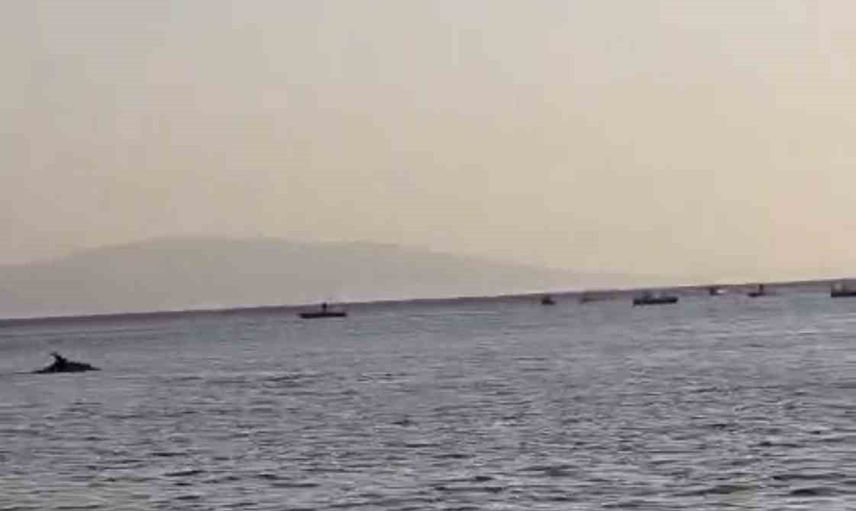 Sahile yakın bölgede yunus sürprizi