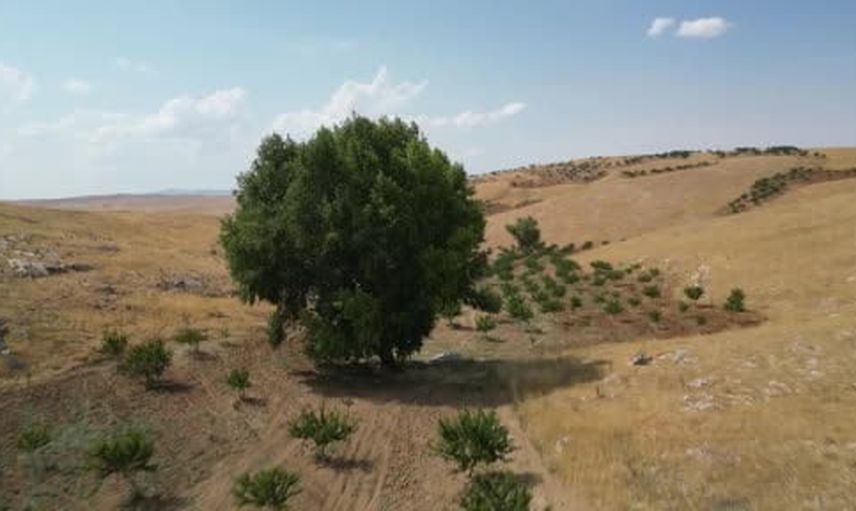 Yaylanın 250-300 yıllık gölgesi: Elbistan'daki dev kavak ağacı