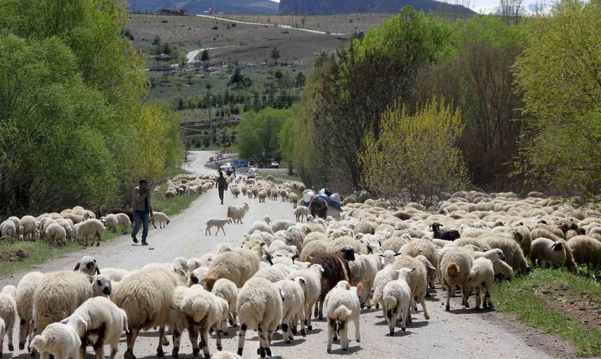 Erzincan'da yaz aylarını yaylalarda geçiren göçerler kış öncesi dönüşe başladı