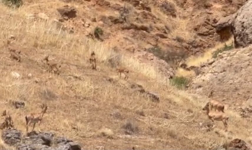Sinikli'nin yamaçlarında koruma altındaki yaban keçileri