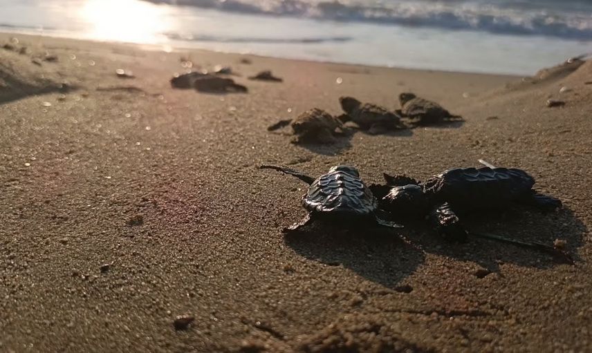 Selin altından mucize: Kuşadası'nda 67 caretta caretta yavrusu denize ulaştı
