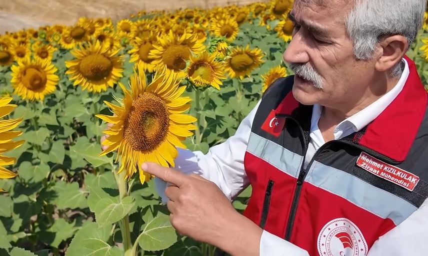 Sarı tarlaların görünmeyen emekçileri Tekirdağ'da arılar bereketin sırrını taşıyor