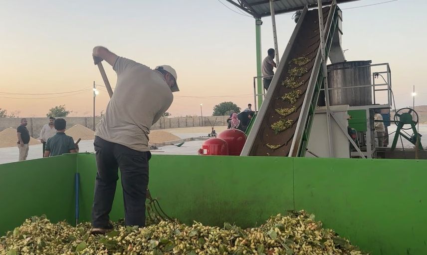 Şanlıurfa'nın tescilli fıstığında hasat başladı, tesislere akış hız kazandı