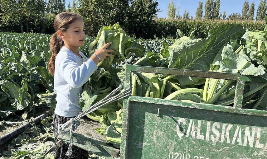 Medine'nin bir eli tarlada, gözü eğitimde