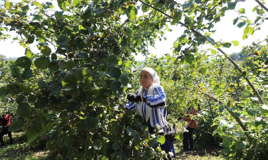 Fındıkta işçi kaygısını azaltan proje yedinci sezonunda
