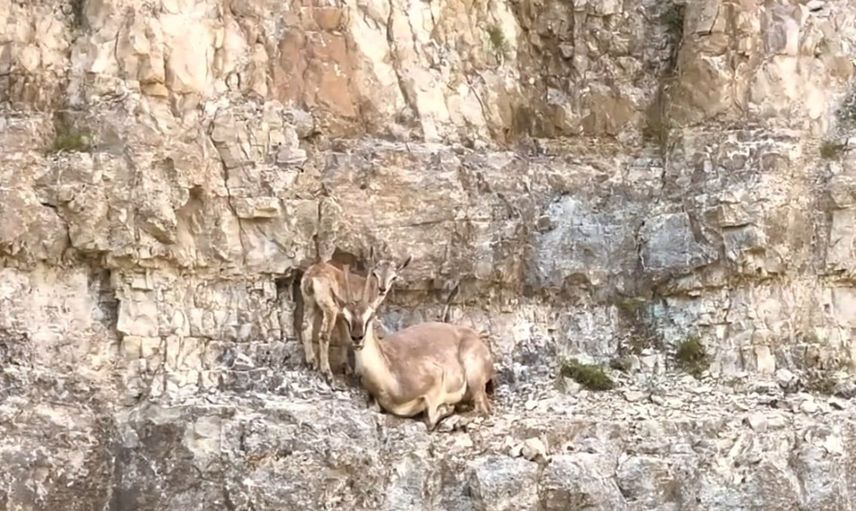 Yamaçlarda hayat dersi: anne yaban keçisinin yavrusuna tırmanış eğitimi