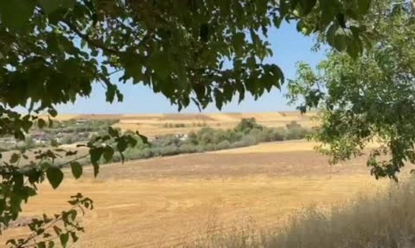 Çemişgezek yakınlarında tarladan yola çıkan domuz sürüsü kamerada