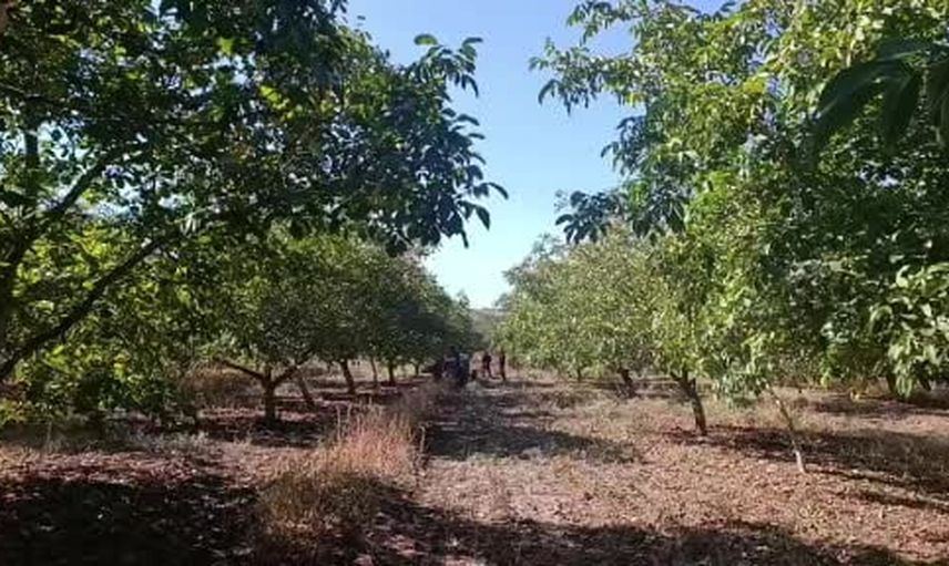 Karaağaç'ta ceviz üretiminde verim ve kalite sevinci