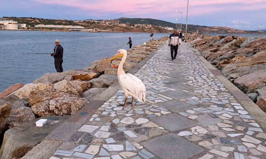 Mendirekte beklenmedik ziyaret: pelikan balıkçıların arasında gezindi