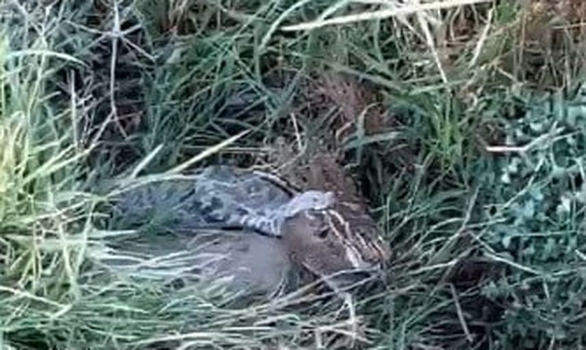 Vişneli köyünde nadir görüntü: engerek bıldırcını ağzında taşıdı