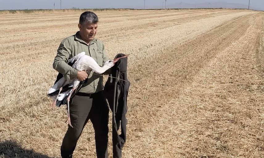 Eşinin başında beş gün nöbet tutan leylek koruma altına alındı