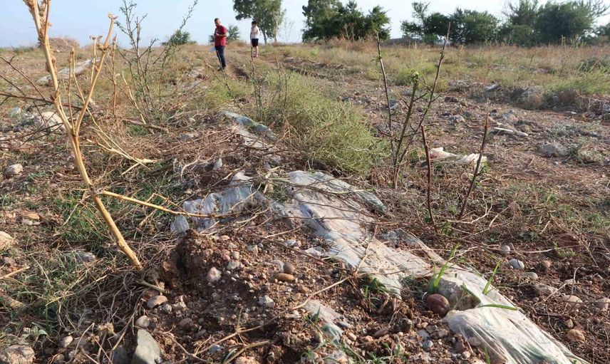 Adana'da tapulu arazide izinsiz ekim iddiası: sahibi yetkililerden müdahale talep etti