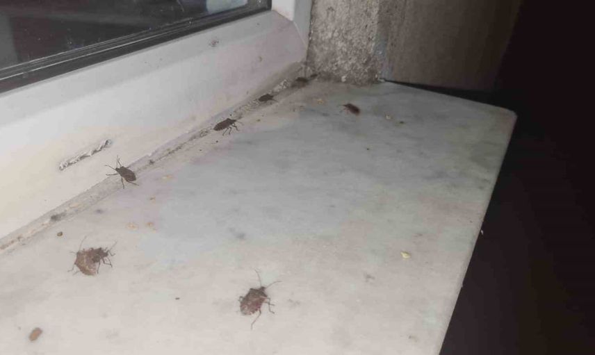 Çaycuma'da sonbahar serinliğiyle kahverengi kokarcalar evlere yöneldi