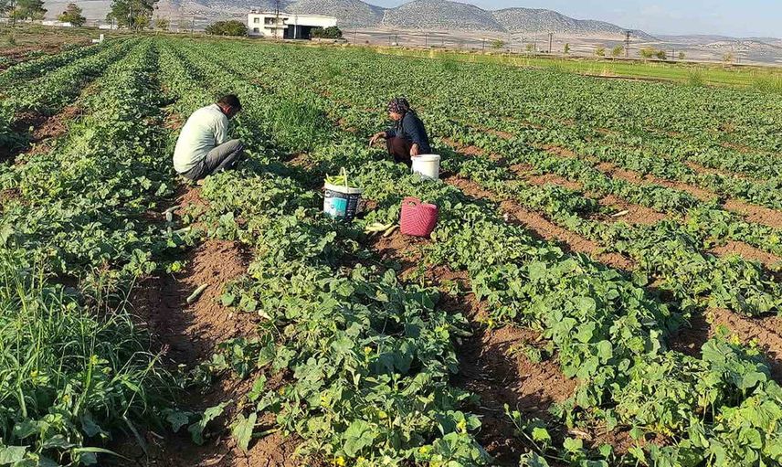 Araban ovası'nda kışlığa hazırlığın yıldızı turşuluk acur