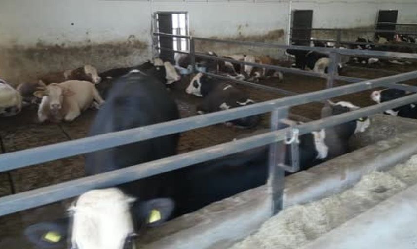 Elektrik işlerinden besiciliğe: TKDK desteğiyle 200 başlık çiftlik kurdu