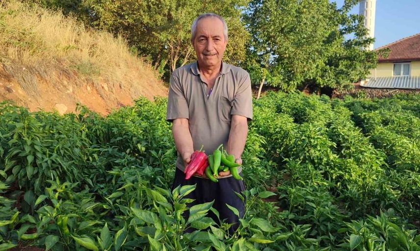 Beyağaç'ın ata tohumu Kayaca biberinde sezonun son hasatları