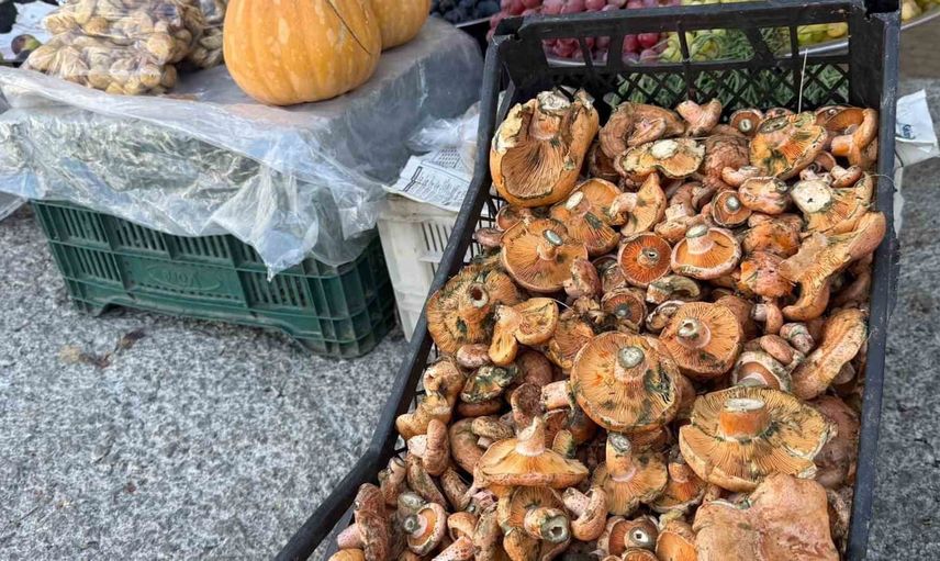 Menteşe’de yağışlarla birlikte çıntar sezonu tezgahlara indi