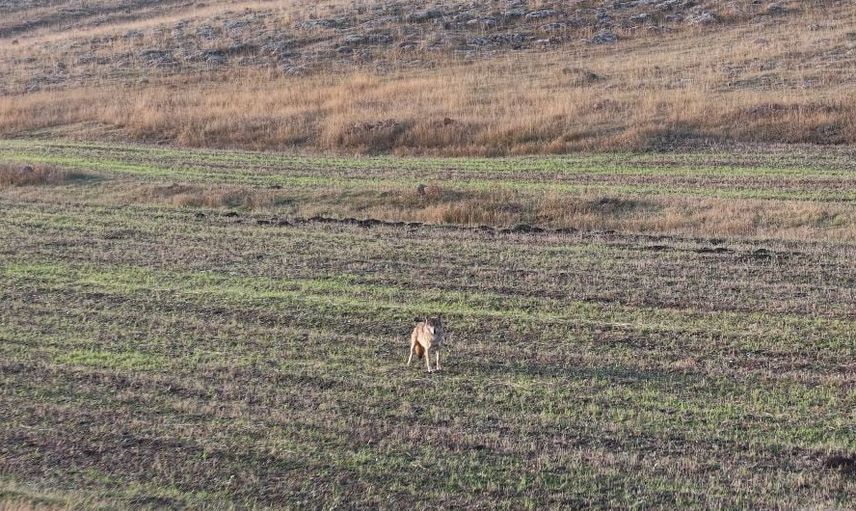 Ardahan'da arazide yalnız gezen kurtun dronla kaydedilen anları