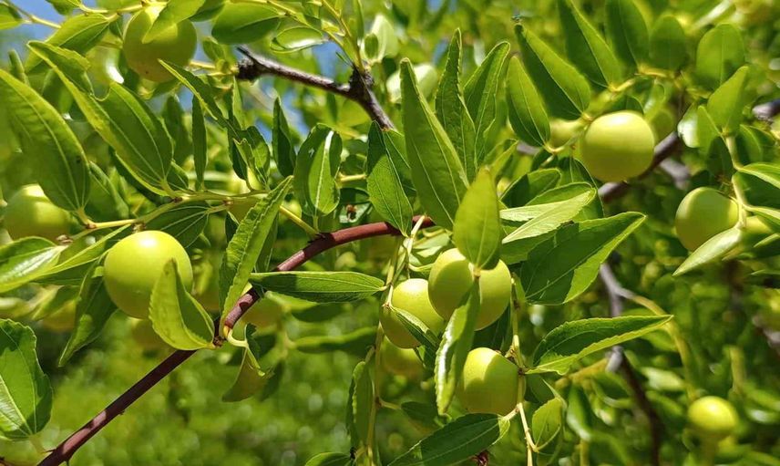 Çivril'de hünnapın hasadı yaklaşıyor: asırlık ağaçlardan yeni çeşitlere