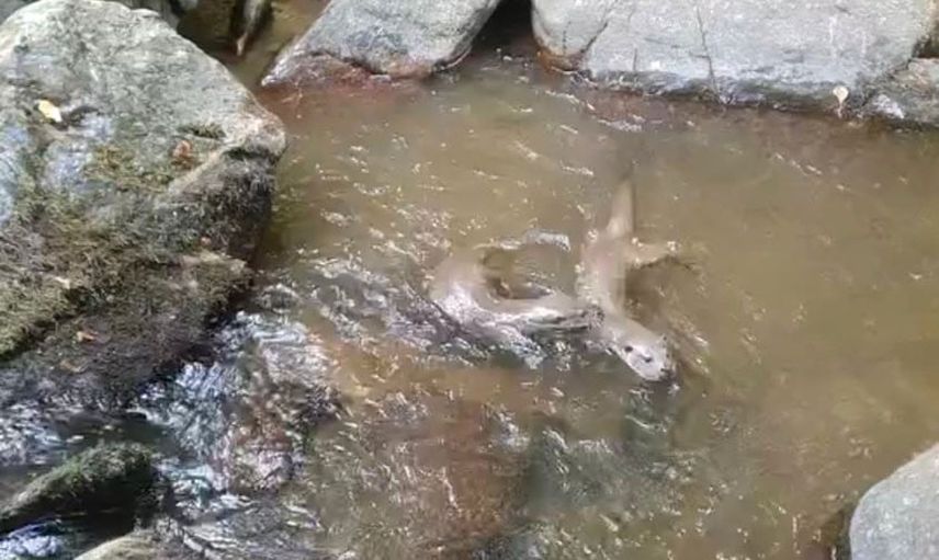 Istranca’da su samurları dere kıyısında nadir doğa kareleri oluşturdu