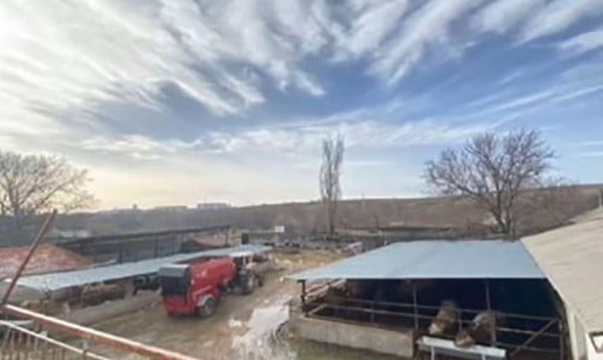 Komşusuyla hayvan ararken hırsızı öğrendi: 2 milyon liralık kayıp