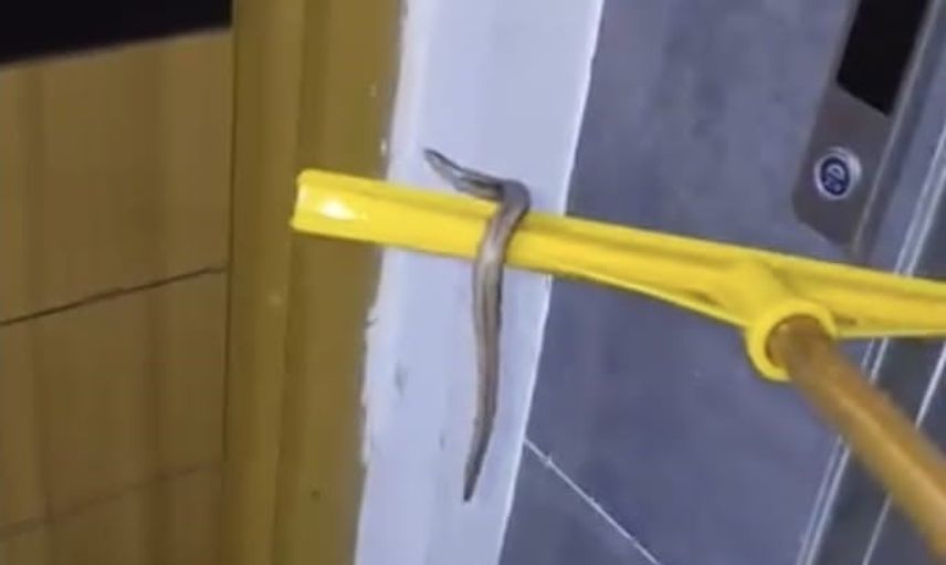 Arnavutköy'de sağanak sonrası bodrumda bulunan yılan çek pasla çıkarıldı