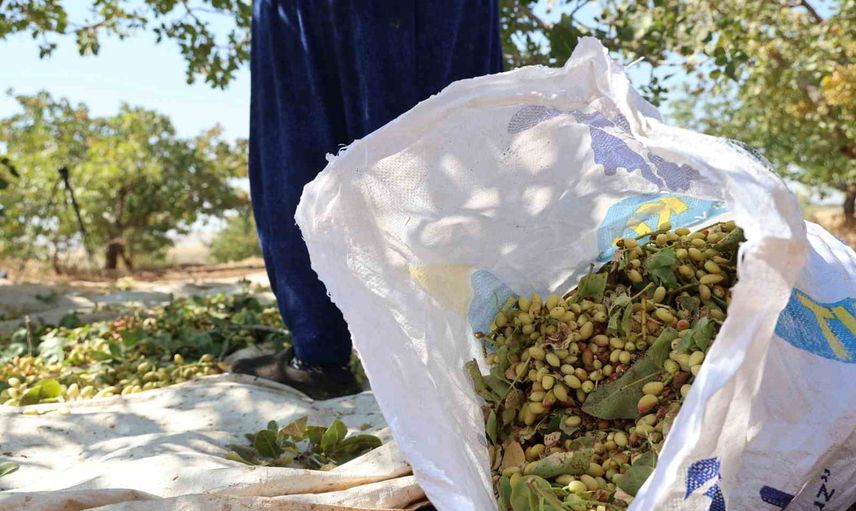 Diyarbakır sıcağında yeşilin ağır emekçileri