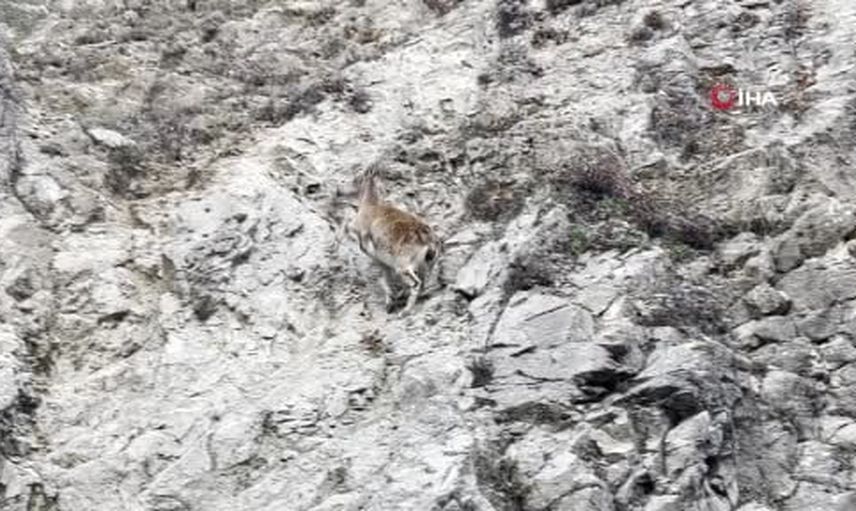 Tunceli'de nesli tükenme tehlikesindeki dağ keçisi yol kenarında görüntülendi