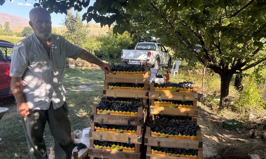 Erzincan'da asırlık bağların Cimin Üzümü sofraya dönüşüyor