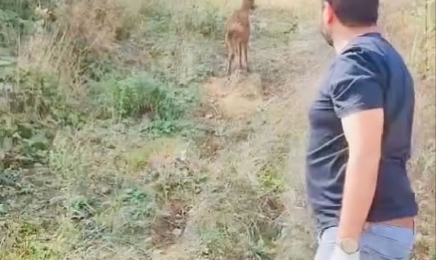 Bartın'da yaralı karaca iyileştirilip doğaya bırakıldı