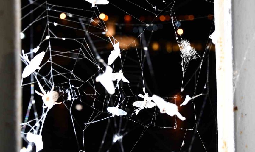 Ardahan'da binlerce 'bir günlük' kelebeğin toplu uçuşu eşsiz bir manzara oluşturdu