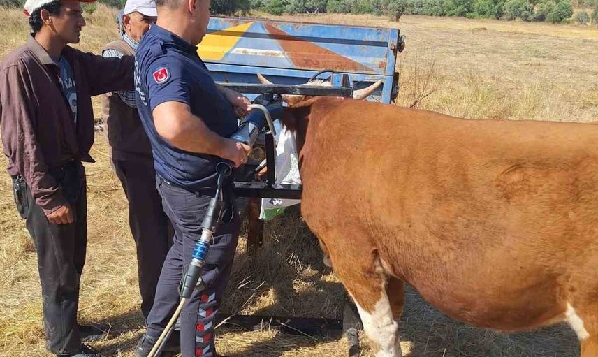İtfaiyenin müdahalesiyle kurtarıldı: Gerede'de ineğin boynu tarım aletine sıkıştı