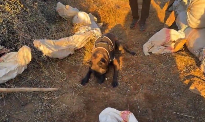 Genç ilçesinde narkotik baskını: 4 kilo 450 gram esrarla iki şüpheli yakalandı