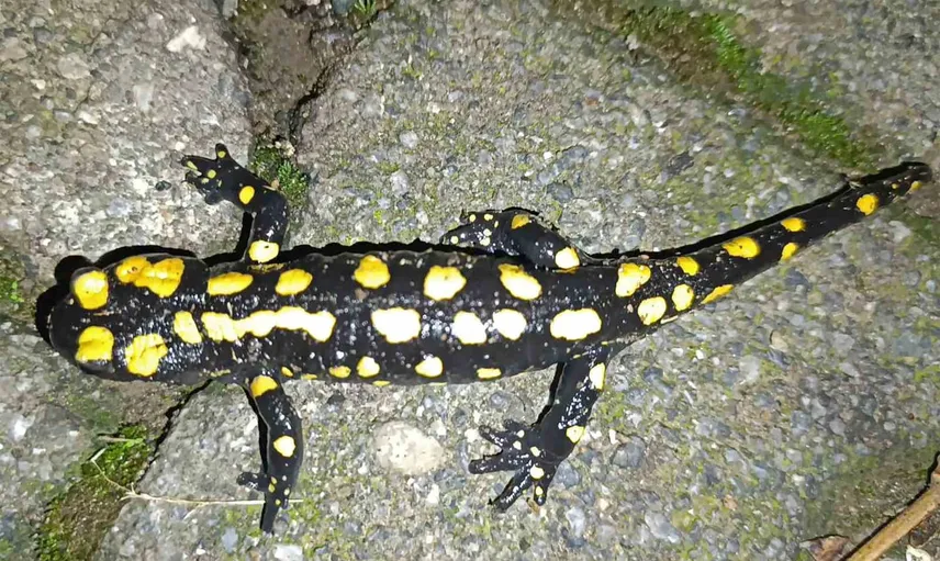 Bahçede peş peşe üç benekli semender, Bitlis'in doğa zenginliğini hatırlattı