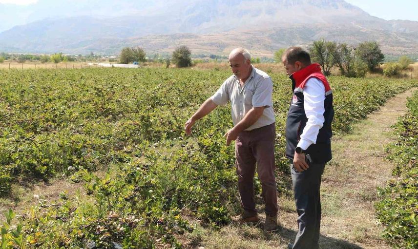 Erzincan'da aronya bahçelerinde hasat telaşı: tarımsal çeşitlilik hedefi