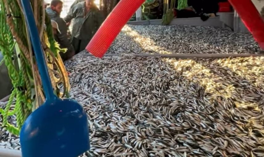 Vira bismillah: Gelibolu açıklarında 1.500 kasa sardalya avı
